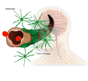 Keeping medical staff up to date on disease training is crucial for life science organizations. This module explores the blood-brain barrier and how it contributes to the progression of MS.