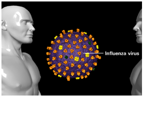 Discover how the influenza virus is spread to better train your health professional staff on diseases and treatment for the flu. Explore the infection's lifecycle through the body. 