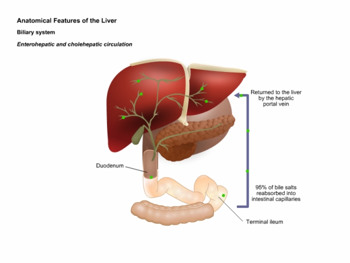 Anatomical structure of the Liver. Слева печень или почки.