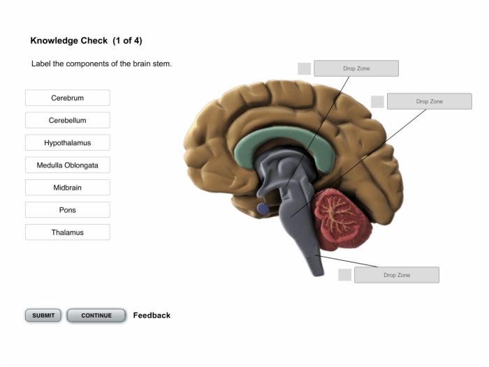 Neurology_Primer_The_Nervous_System